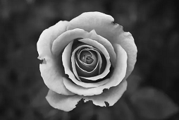 A greyscale image