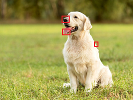 Local features on a dog