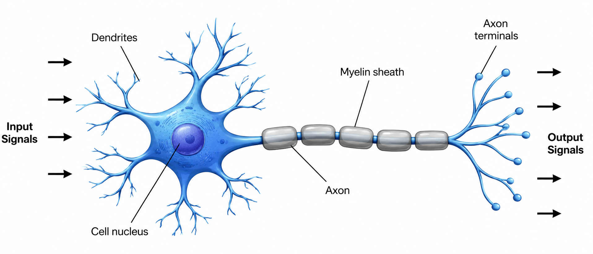 Biological neuron illustration