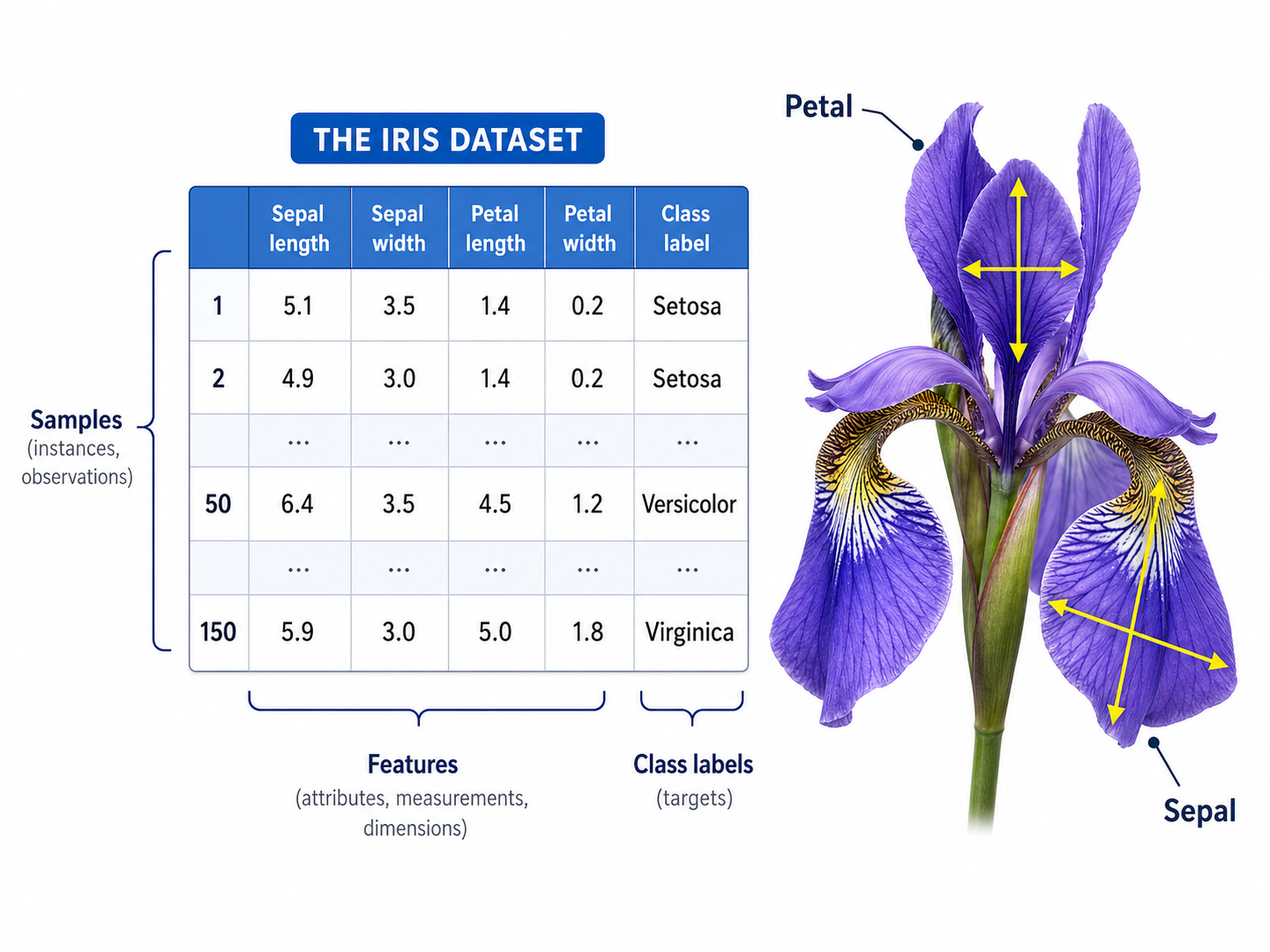 illustration of iris dataset features